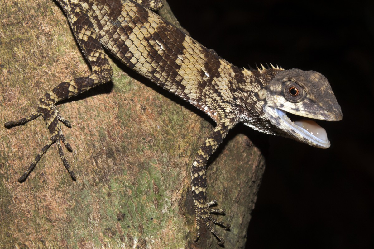 Calotes liolepis Boulenger, 1885